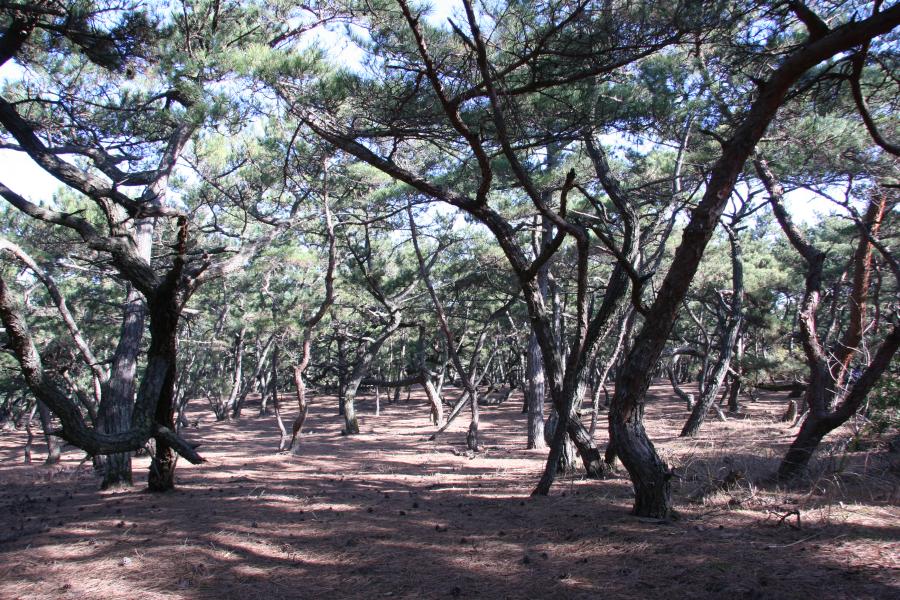 三里松原の写真