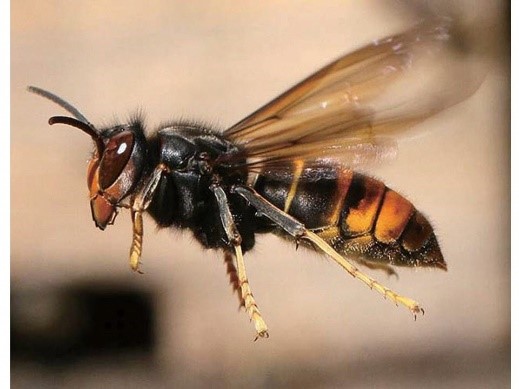ツマアカスズメバチの画像