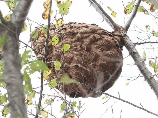ツマアカスズメバチの巣の画像