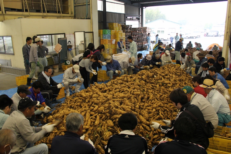 本格焼酎「岡垣」の原料となるサツマイモの