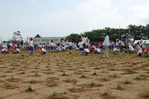 吉木小学校植栽の様子2