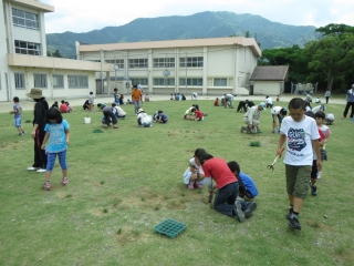 内浦小学校の補植の様子2