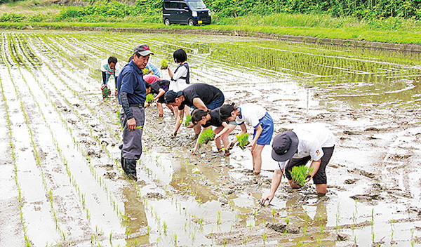 田植え
