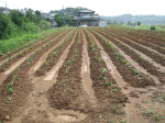 6月下旬 苗の植付直後