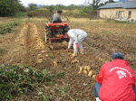 11月中旬 収穫 収穫機による掘り出し