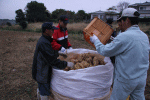 11月中旬 いもの集荷
